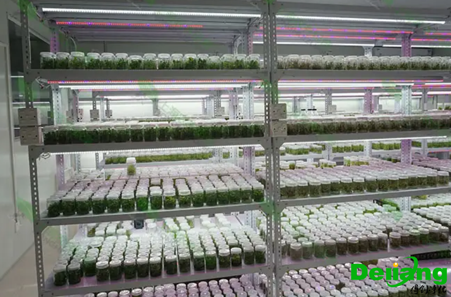 植物培養(yǎng)實(shí)驗(yàn)室