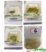 實驗室種子制備的原則是什么